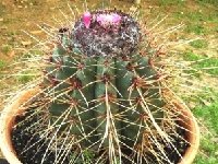 Melocactus ernestii ssp mulequensis ©JB.JPG